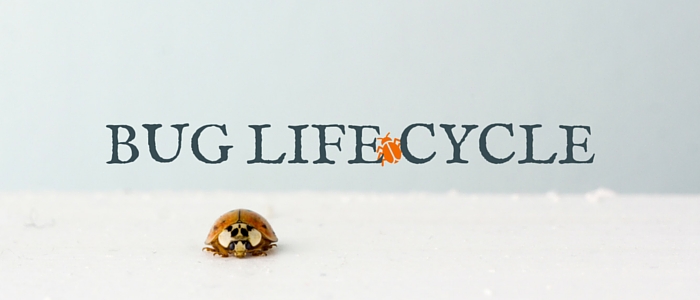 bug life cycle image